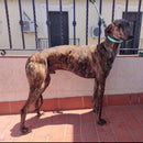 Collar de cuero para Galgo con forro y Bandera de Andalucía - LaFlamencadeBorgoña