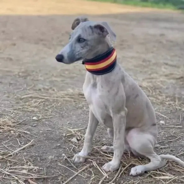 Comprar Collar Bandera España para Galgo y Whippet La Flamenca de Borgoña, Bandera de España, Cruz de Borgoña, Patricia Muñoz, VOX, Santiago Abascal 